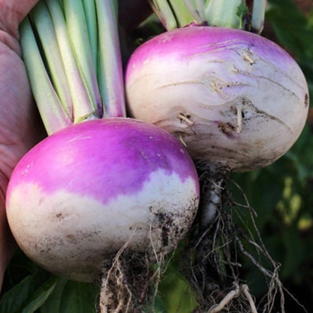 500 Purple Top White Globe Turnips Seeds Etsy