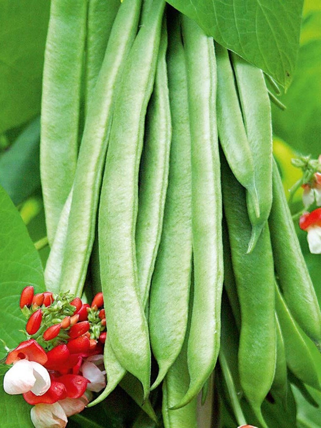 10 Scarlet Runner Bean Seeds Etsy