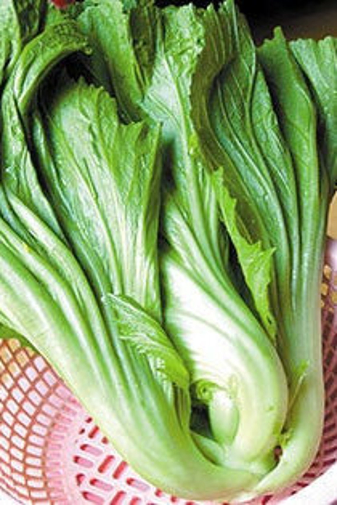 500 Chinese Mustard Shuidong Seeds 21 Etsy