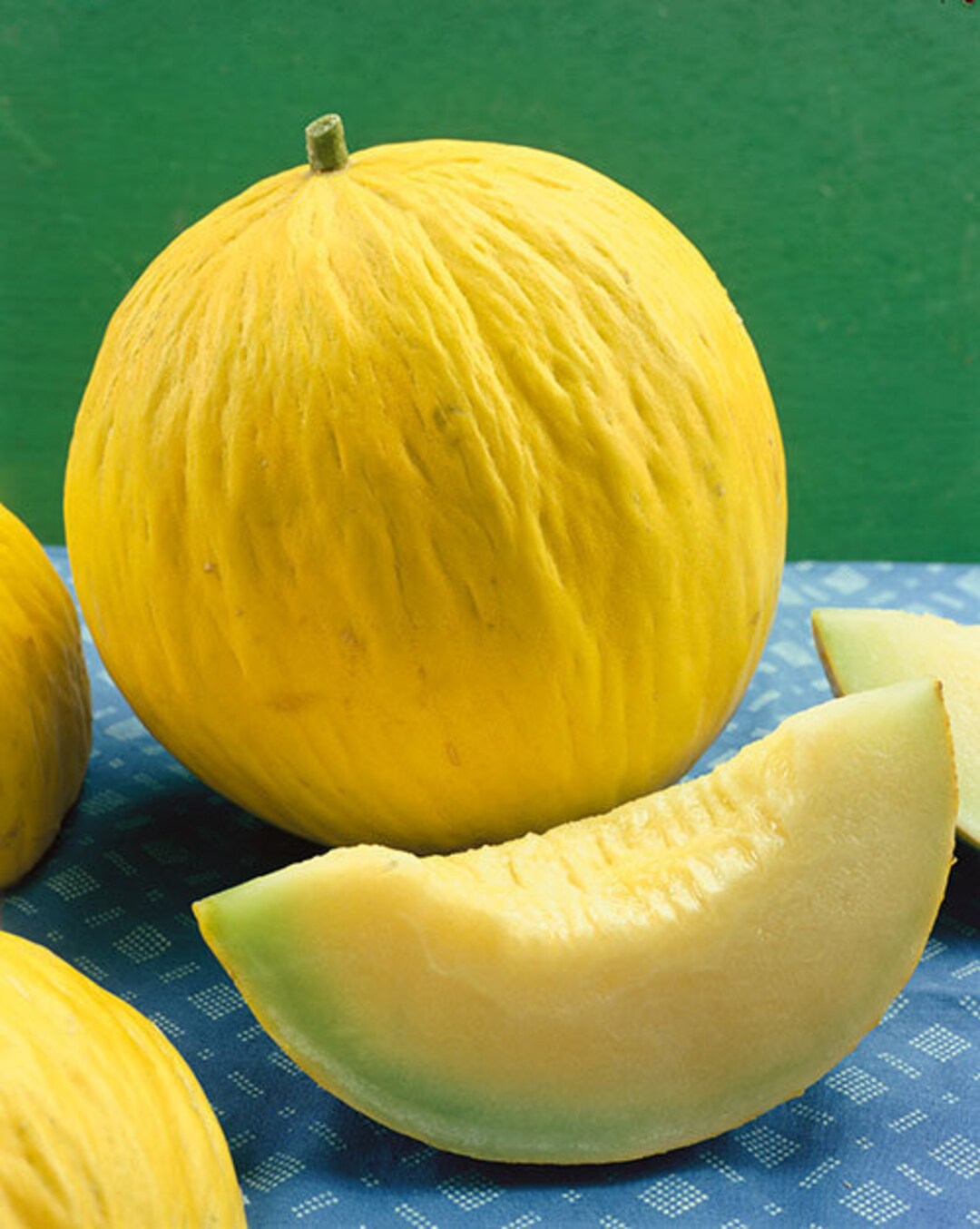 20melon Golden Beauty Casaba Seeds Etsy