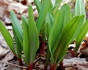 Perennial 20+ wild leek seeds zone 3-9 seeds need cold to germinate