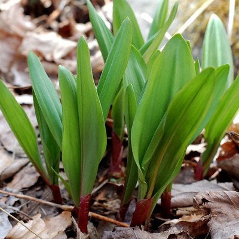 Perennial 20 Wild Leek Seeds Zone 39 Etsy