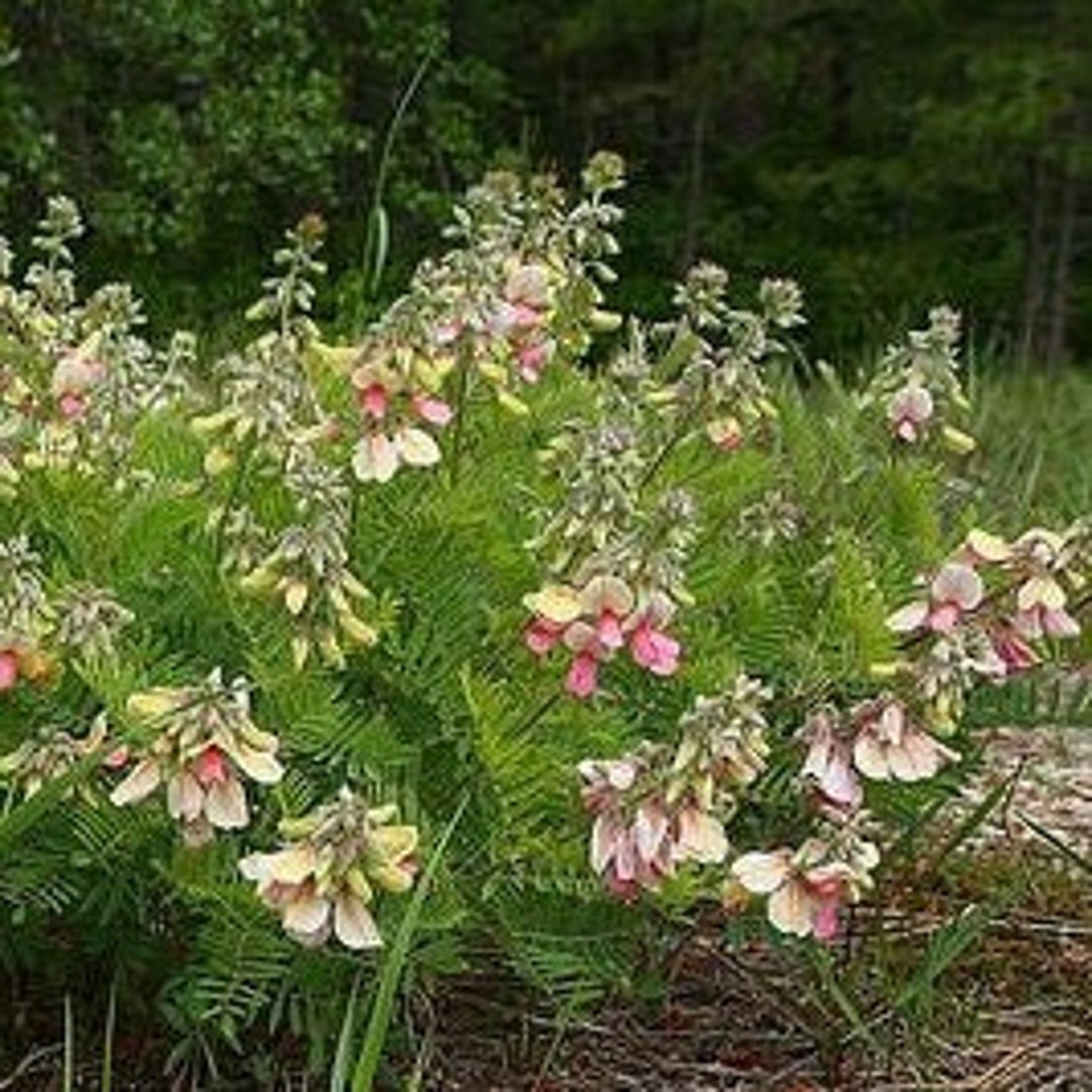 Perennial 20 Goat's Rue Seeds Wildflower Zone 49 03 Etsy