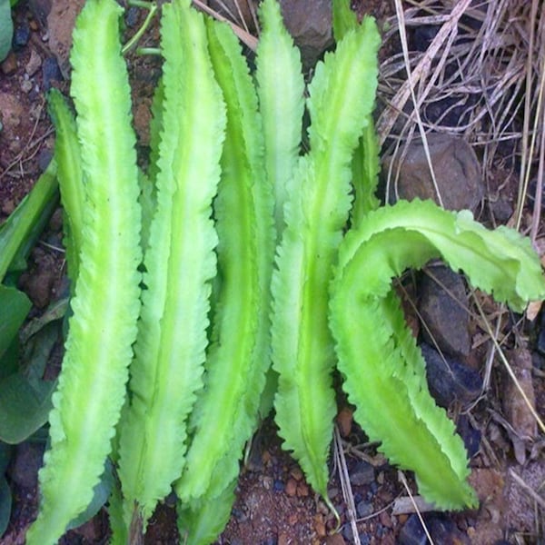 20 Winged bean seeds *2