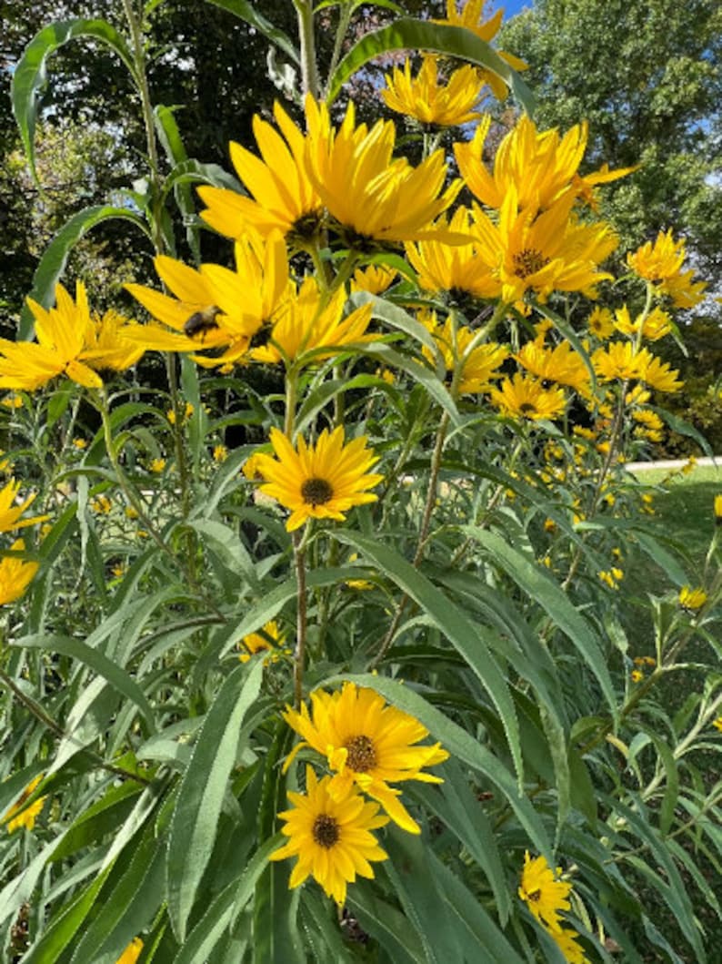 Perennial 50maximillian Perennial Sunflower Seeds Zone 39 Etsy