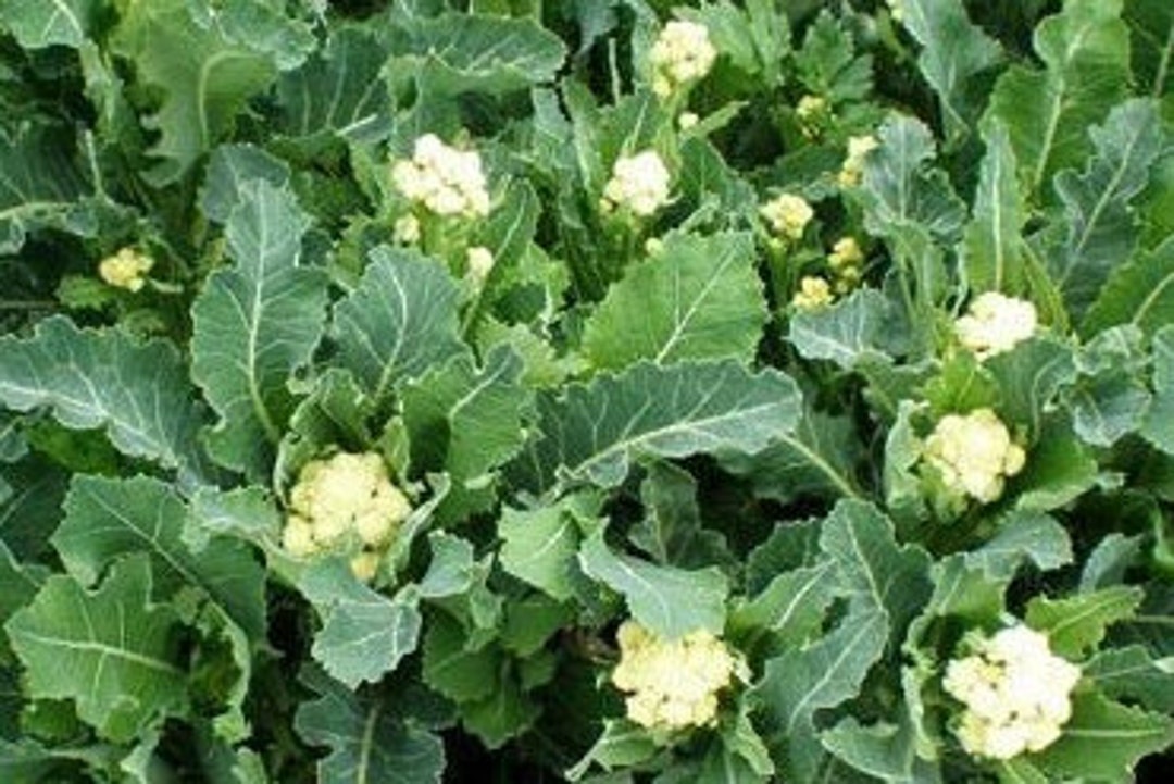 12 Perennial Nine Star Broccoli Seeds Zone 610 Etsy