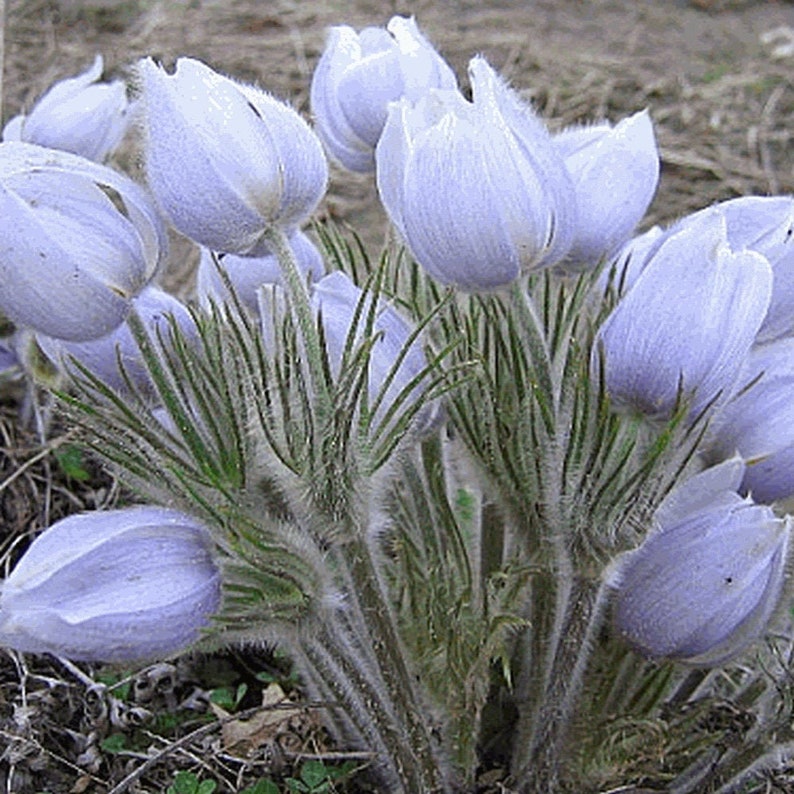 Pasque flower seed wild flower