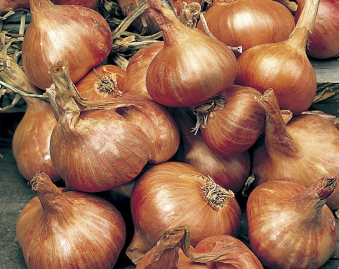 Yellow Potato Onions Etsy