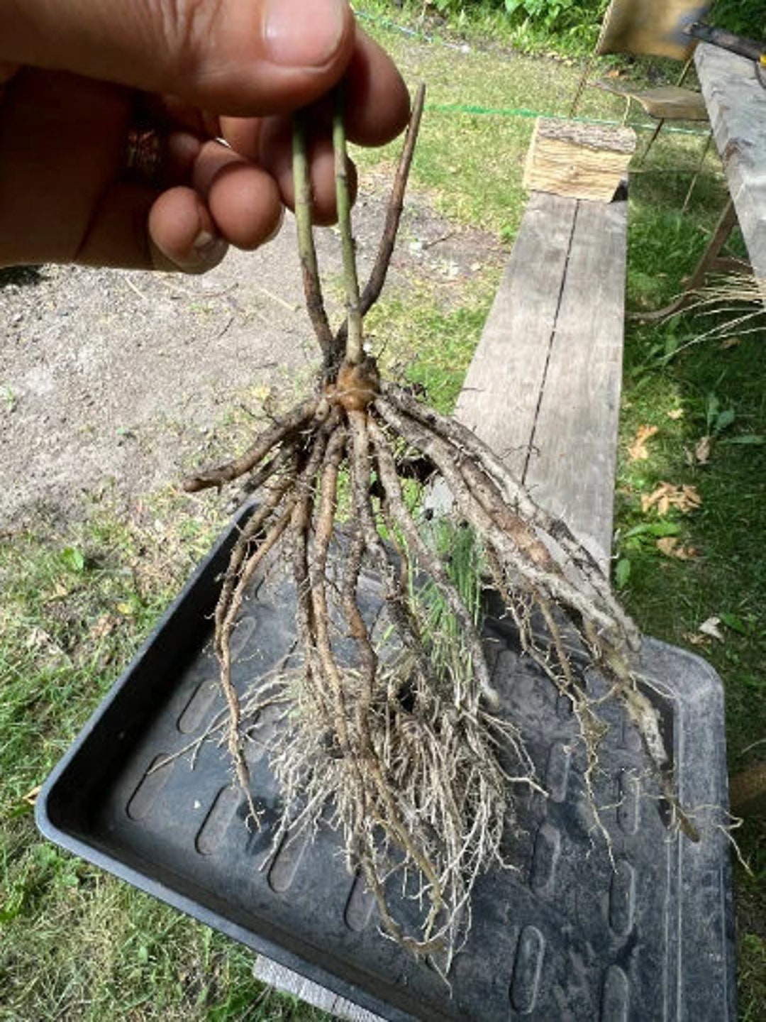 10 Asparagus UC 157 F2 Bare Root Plant SIZE 2 Year Old Zone 39 Etsy