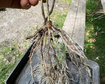 10 Asparagus UC 157 F2 bare root plant SIZE 2 year old zone 3-9