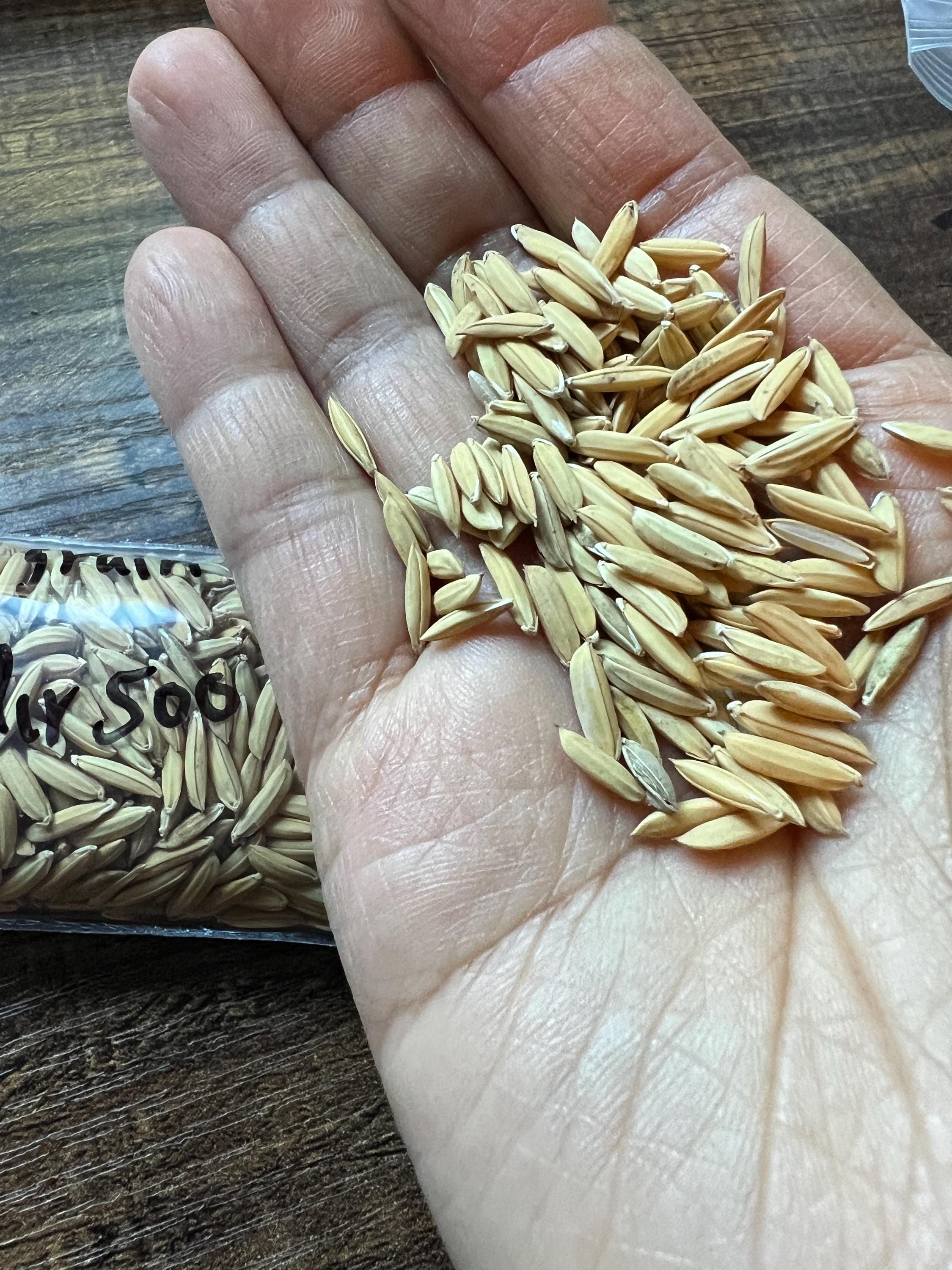 200 Long Grain Rice Seeds *052 - Etsy