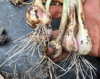 Perennial 5 Iitoi onion zone 3-9 organic