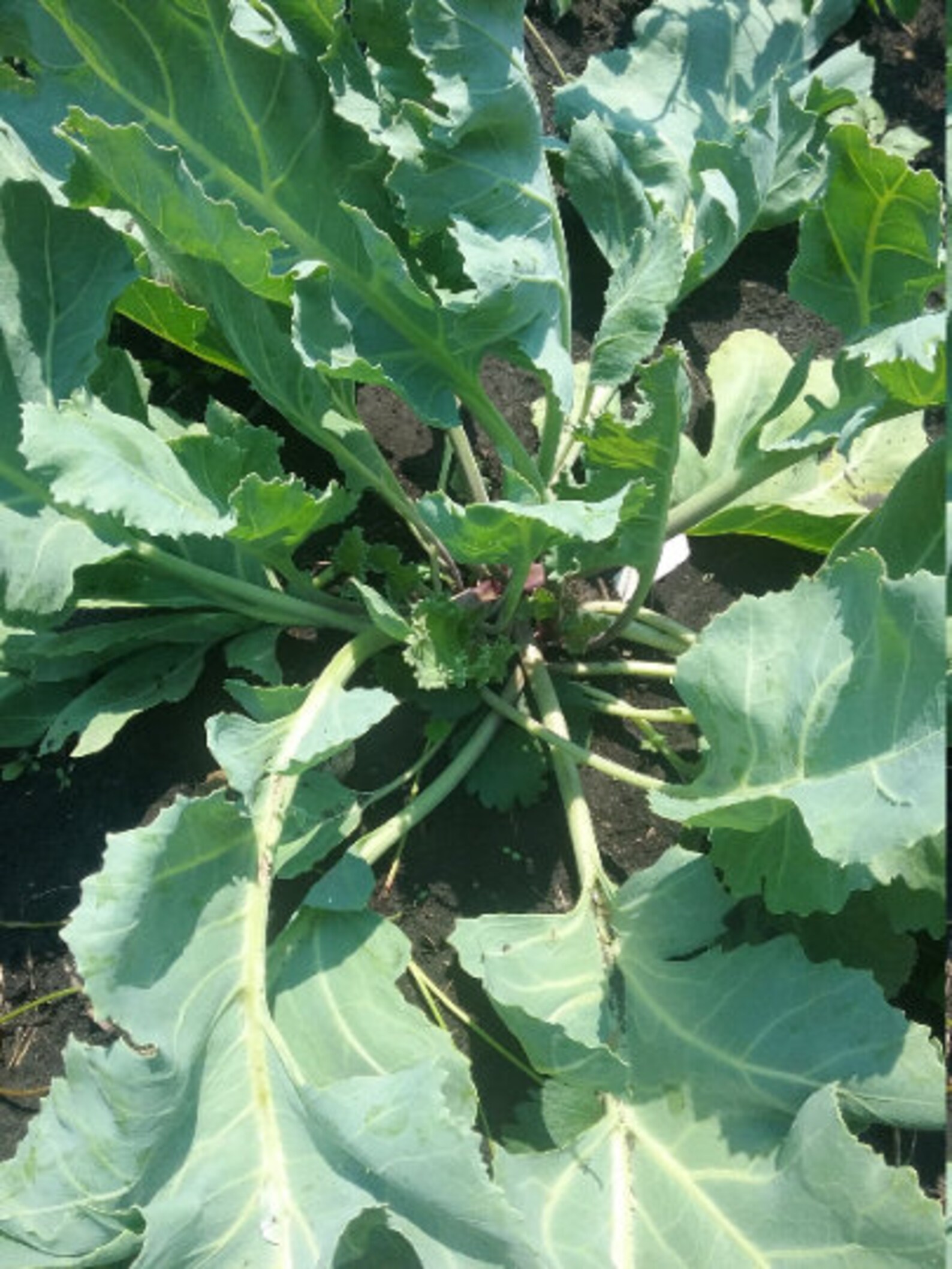 Perennial sea kale 5 seeds Etsy