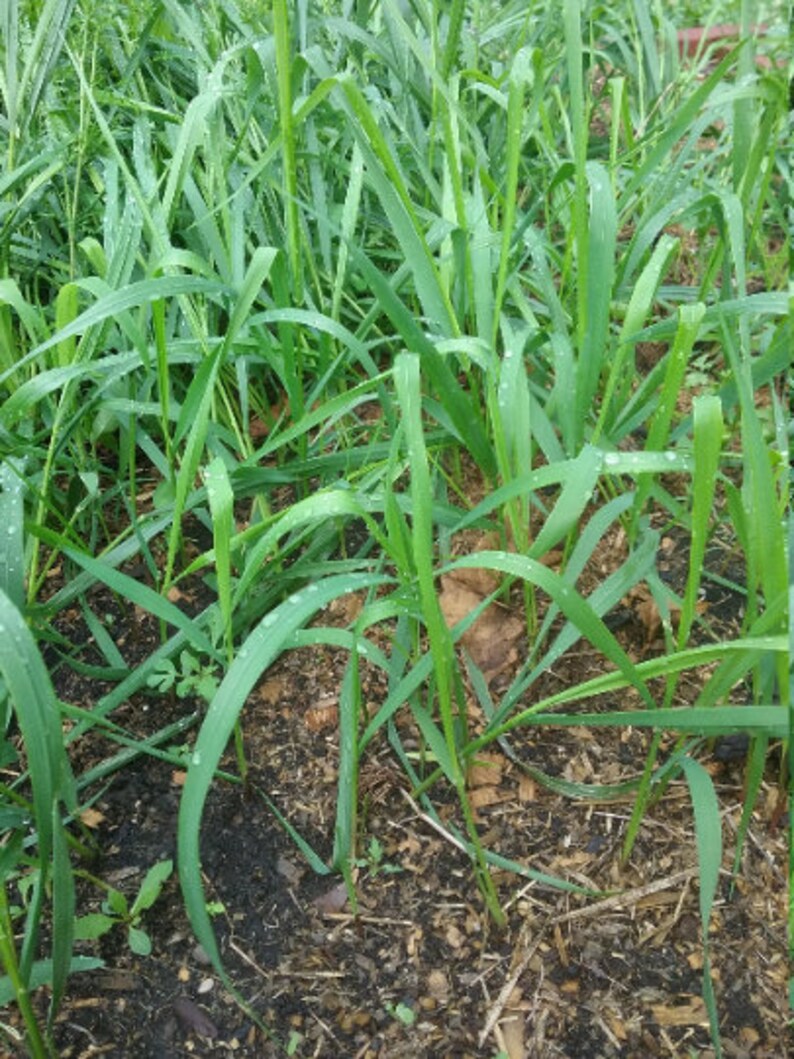 5 Sweet Grass Hierochloe Odorata bare root plants organic Etsy