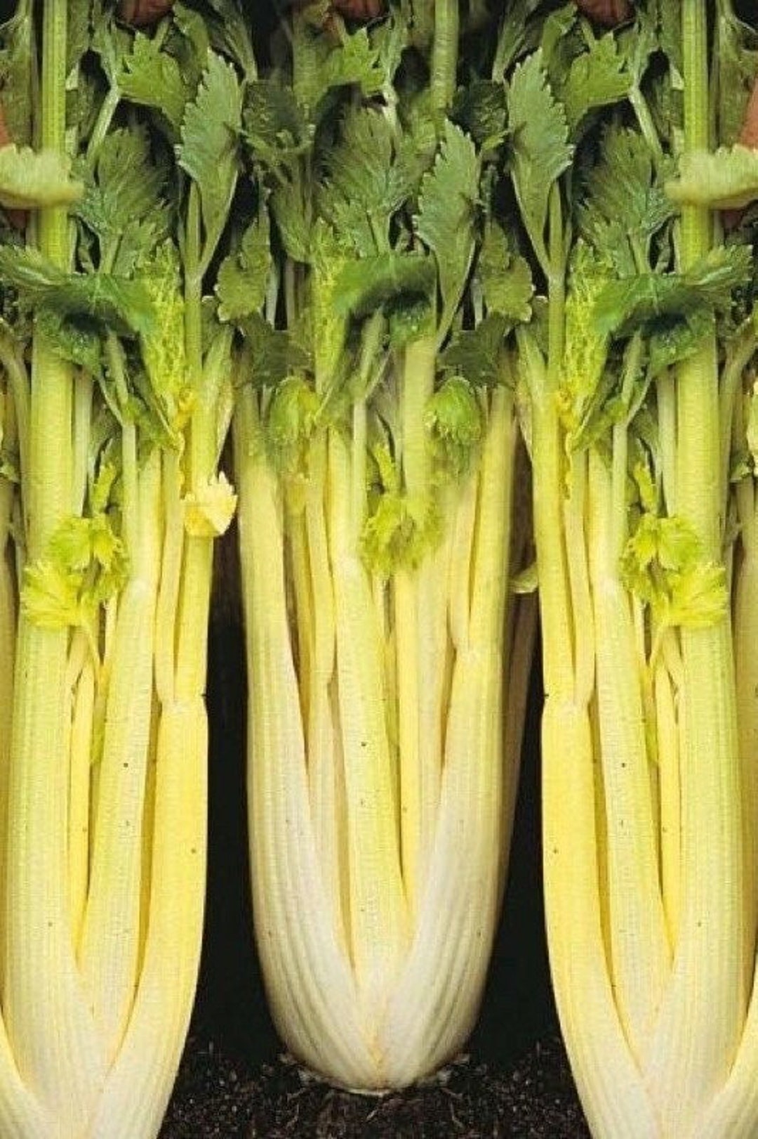 200giant Golden Pascal Celery SEEDS 0193 Etsy