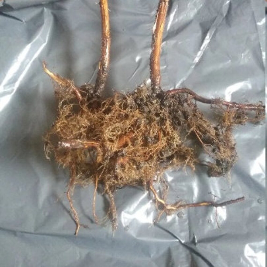 1 Joan J Raspberry Raspberry Bare Root Plants Etsy