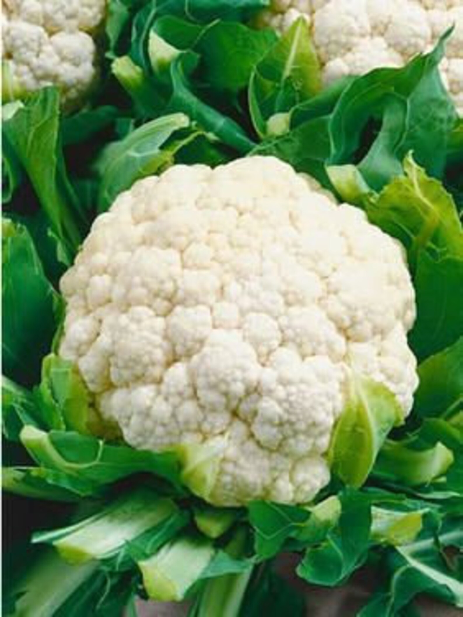 Self Blanching Cauliflower Seed Etsy