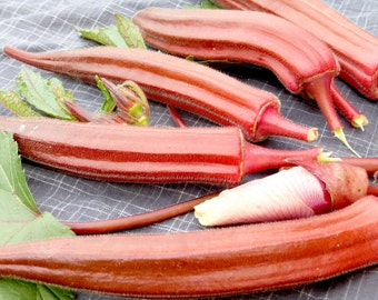 thumbnail image 2 of Mother Nature's Seeds – Okra 'Jing Orange' 50 Seeds – Red/Orange Pods, Non-GMO, Asian Variety 2 of 6