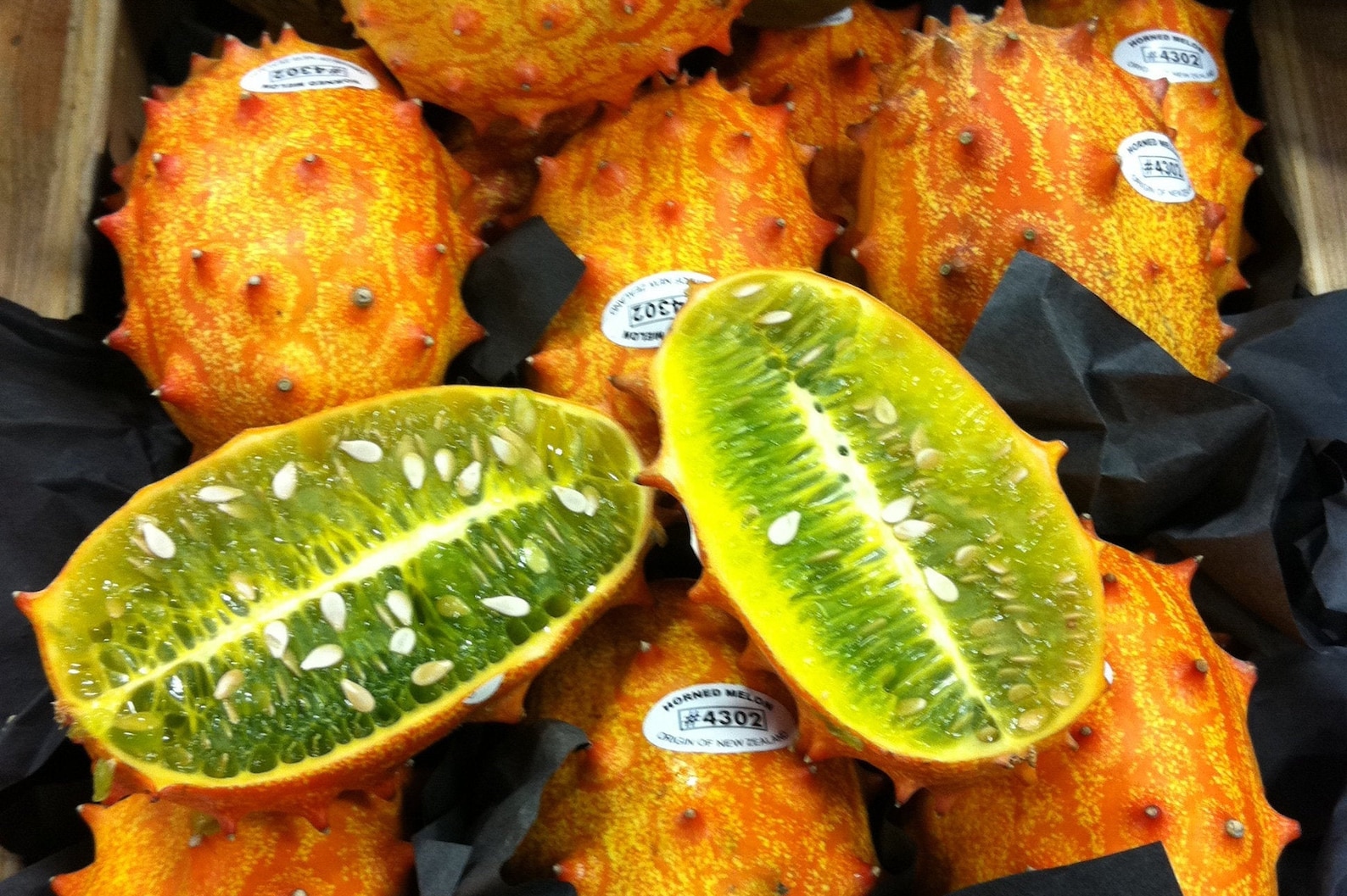 Organic Cucumber Jelly Melon 15 Seeds Etsy