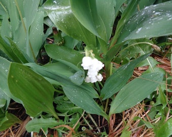 10 lily of the valley bare root plants Organic Perennial