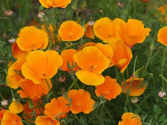 California Orange Poppy Flower 100seed | Etsy
