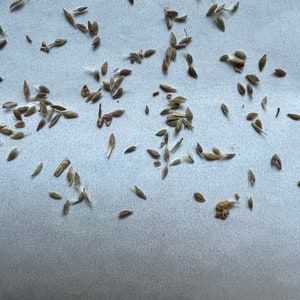 50 Perennial Prairie smoke wildflower seeds zone 3-9 seeds need cold to germinate image 6