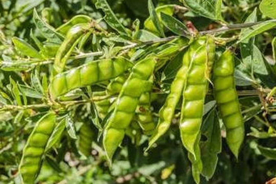 50 Pigeon Peas Seeds 0184 Etsy