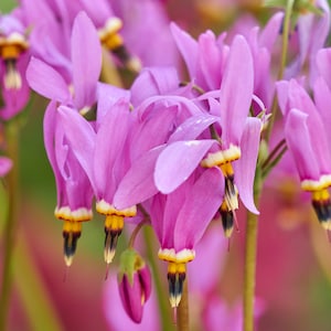 Perennial 50 Shooting star southern wildflower seeds