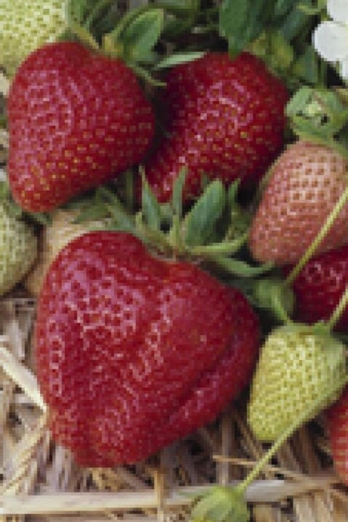10 Darselect Strawberry Bare Root Plants June Bearing Etsy