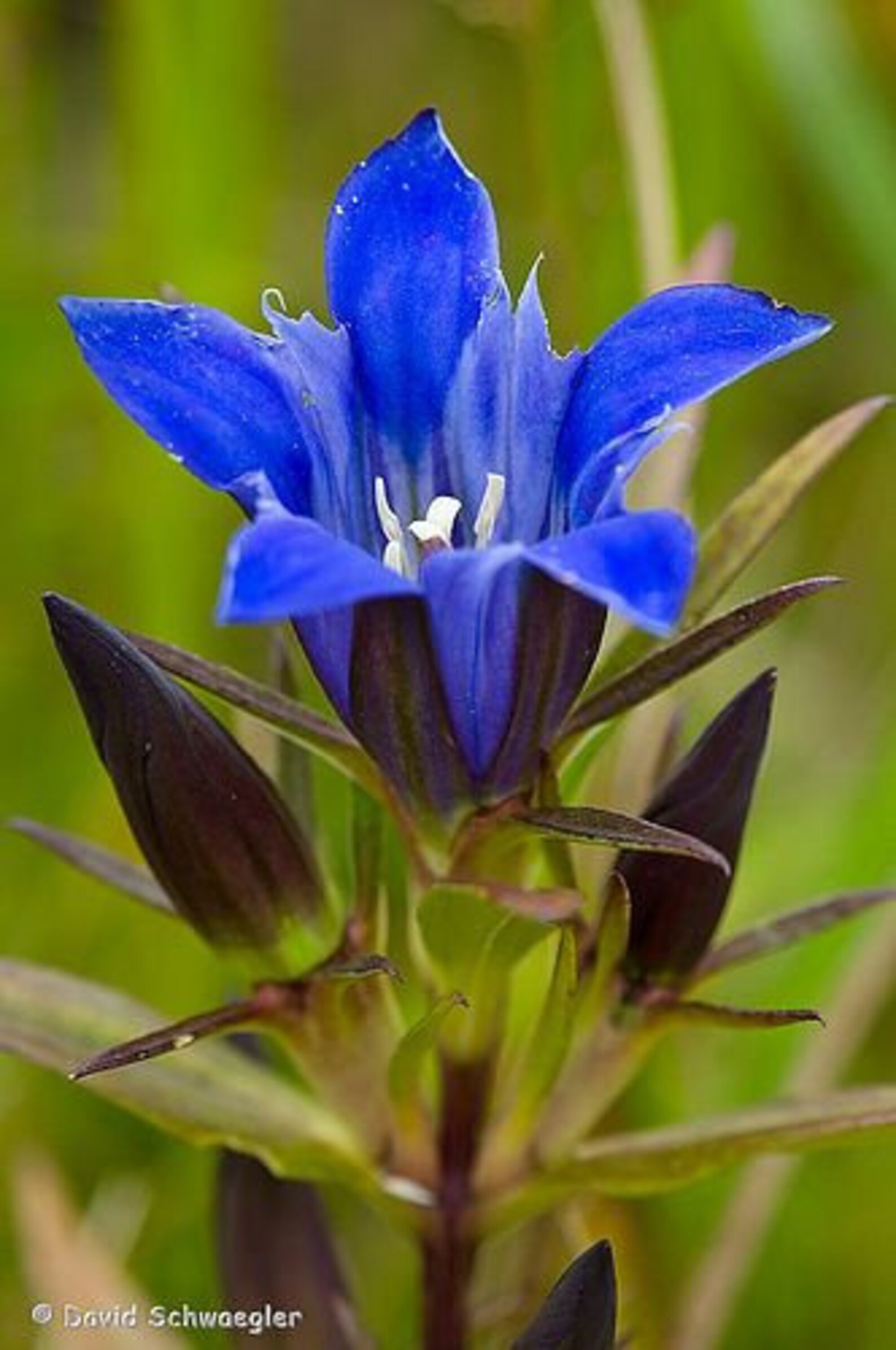 Bottle gentian Perennial wildflower seeds Etsy
