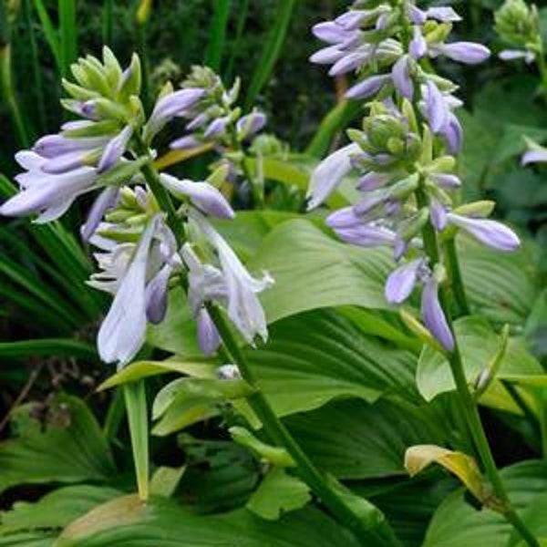 2 Honey bells hosta bare root plants Organic cut leaf