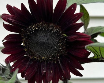 20 Black beauty sunflower seeds *019