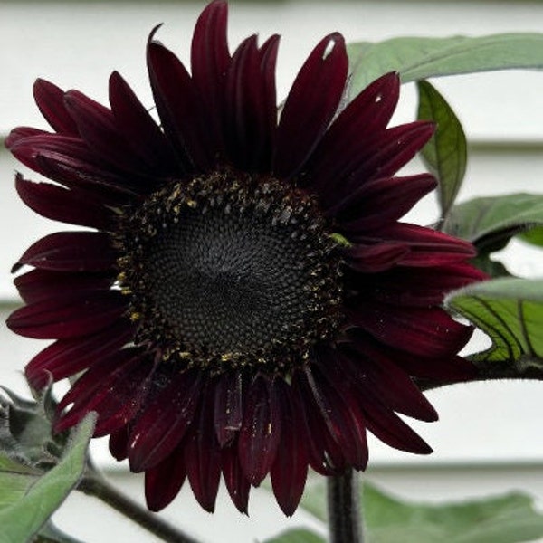 20 Black beauty sunflower seeds *019