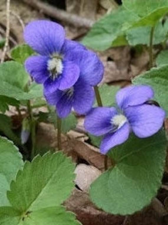 Perennial 20 Common Blue Violet Wildflower Seeds Zone 3-9 