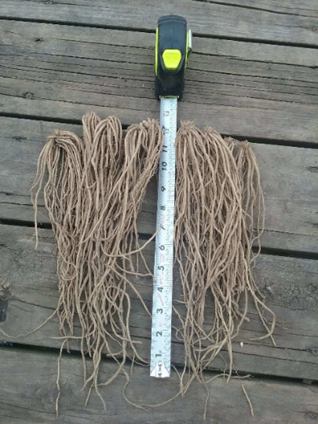 10 Jersey Giant Asparagus Crowns Organic Etsy