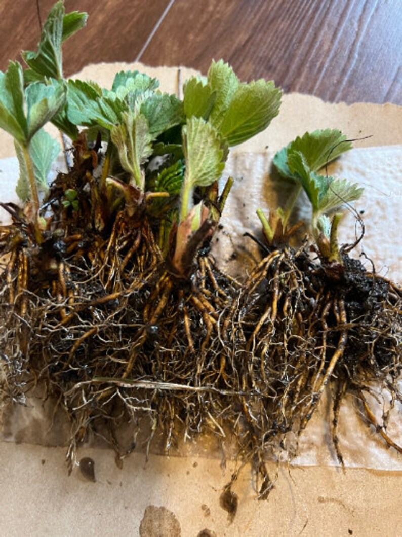 10 Darselect Strawberry Bare Root Plants June Bearing Etsy