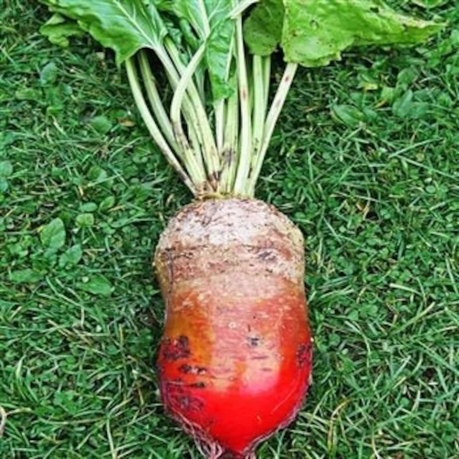 200red Mammoth Mangel Beet 131 Etsy UK