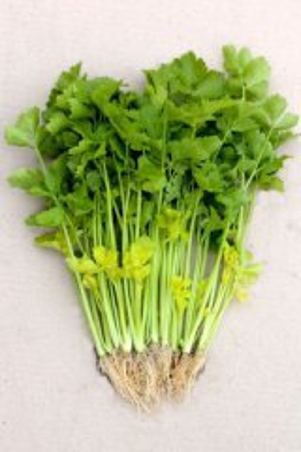 Chinese Celery Yellow Stem seeds Etsy