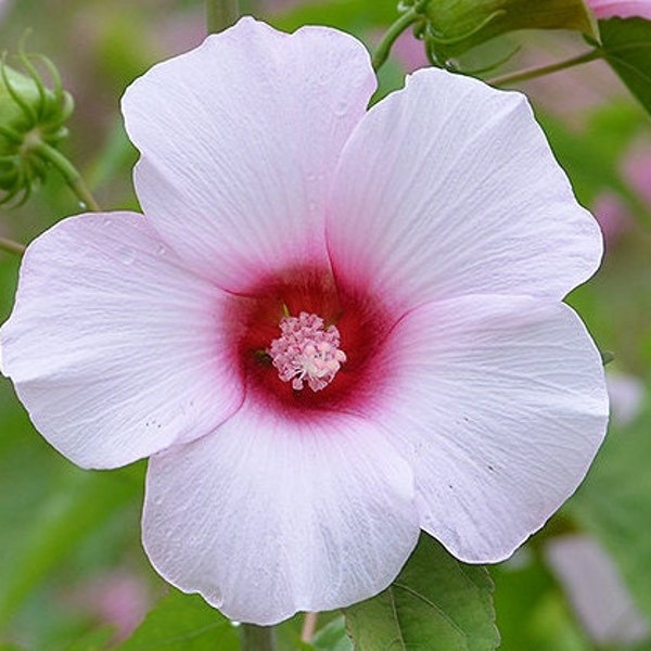 20 perennial  Rose mallow seeds zone 4-9