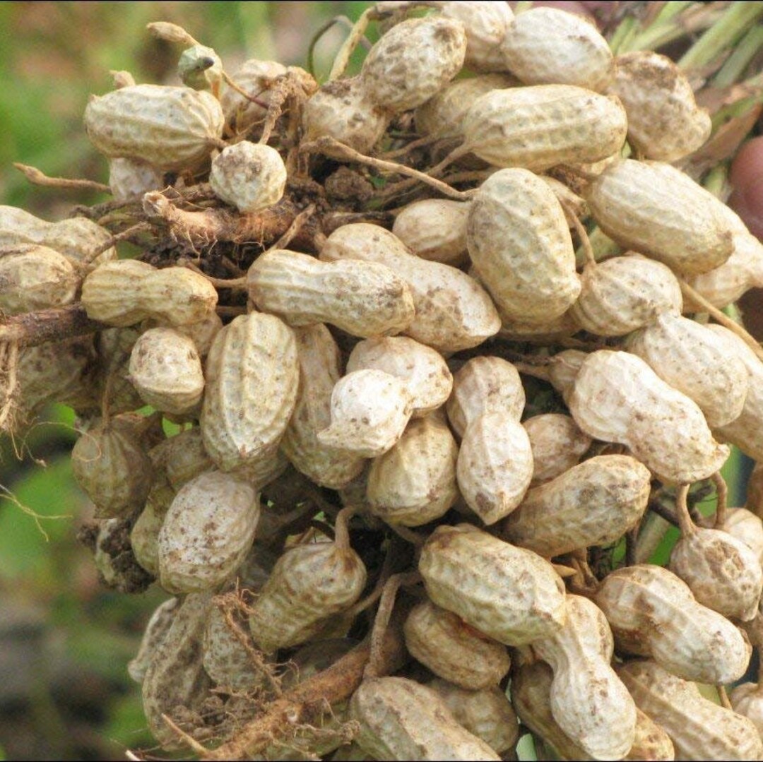 10 Virginia Jumbo Peanuts Seeds Etsy