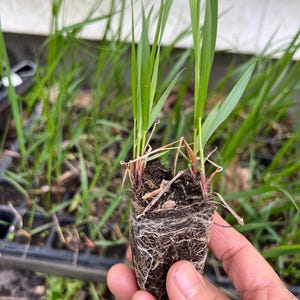 Perennial Sweet grass plant zone 3-9