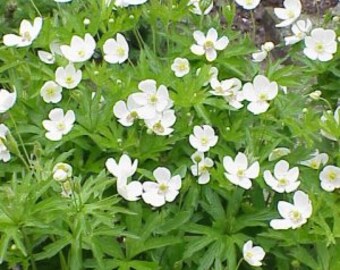 Perennial 50 Canada anemone wildflower seeds zone 3-9 seeds need cold to germinate
