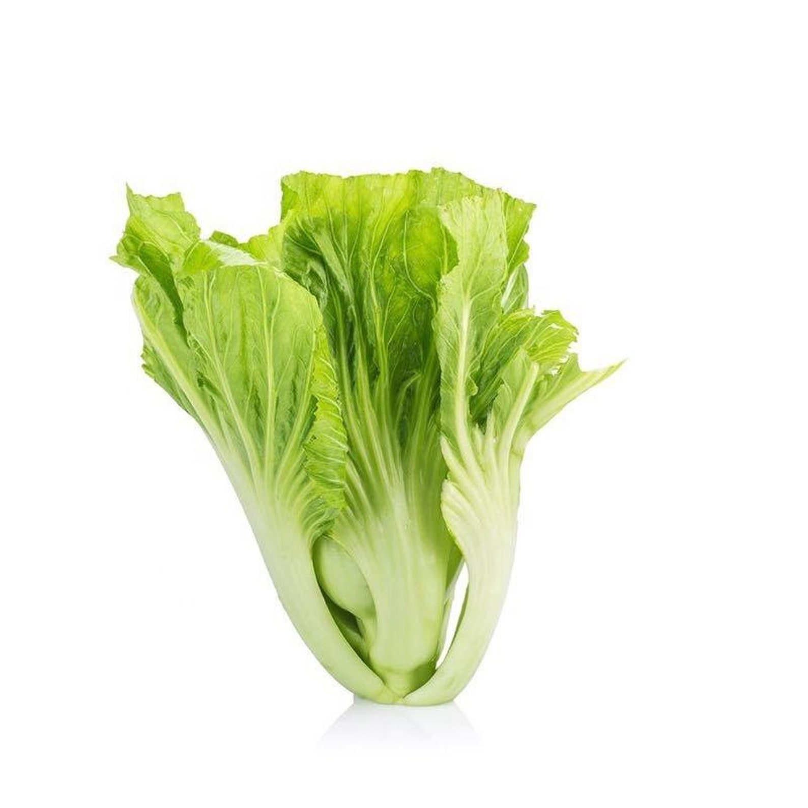 500 Chinese Mustard Shuidong Seeds 21 Etsy