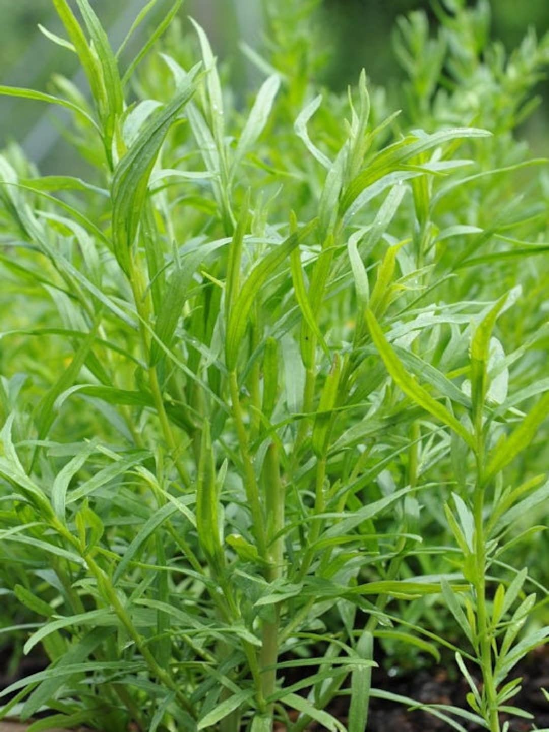 Perennial 200 Herb Russian Tarragon Seeds Zone 49 0179 Etsy