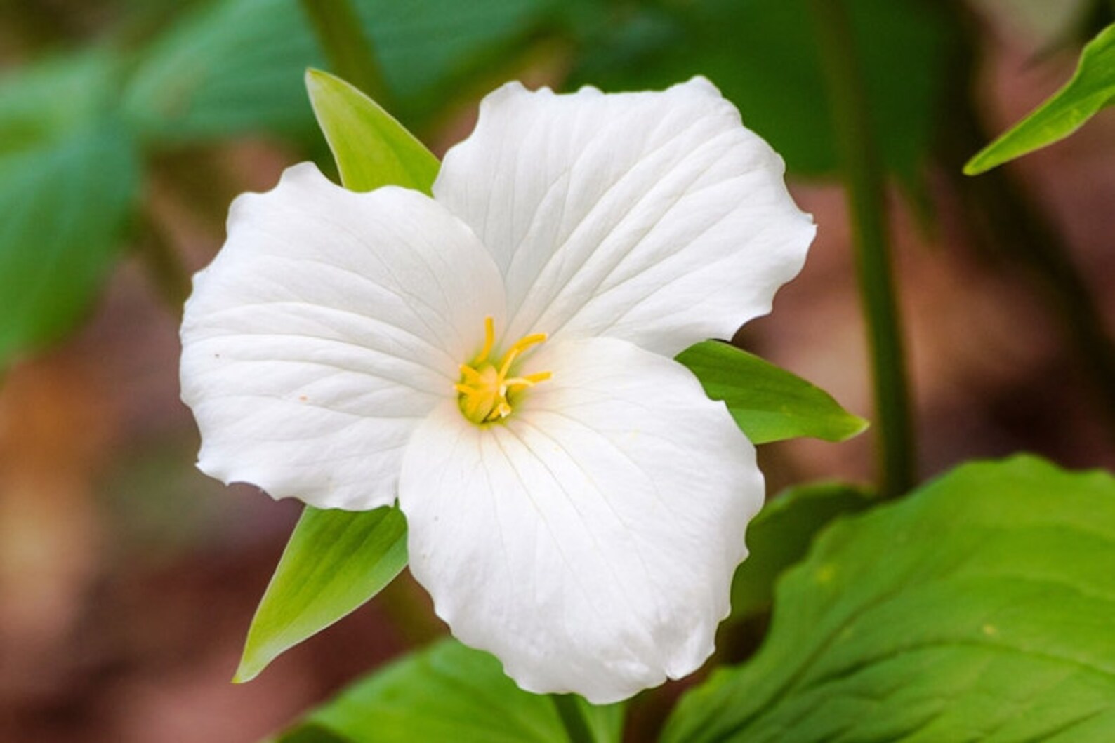 White trillium large flower 10 seeds Perennial Zones39 Etsy