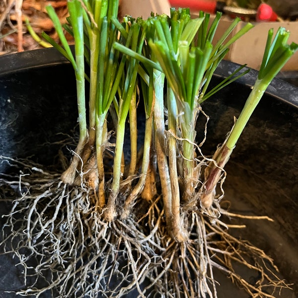 Perennial 10 Garlic chive bare root plant organic zone 3-9