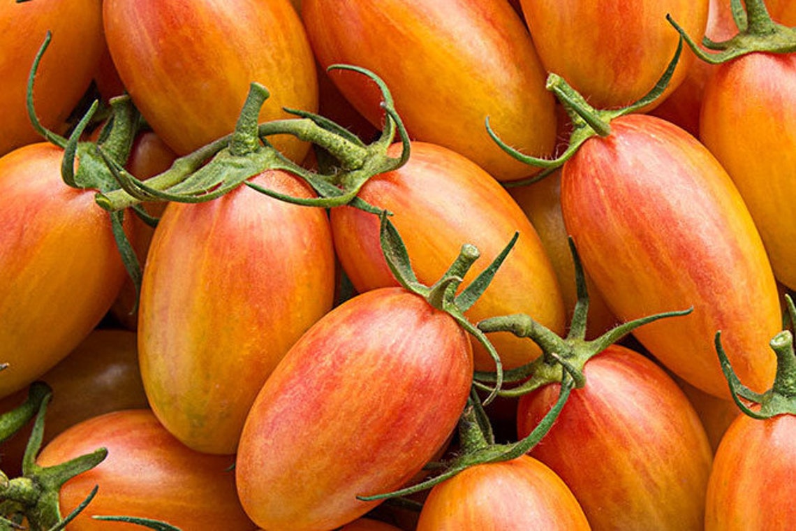 Blush tomato choose seeds Etsy