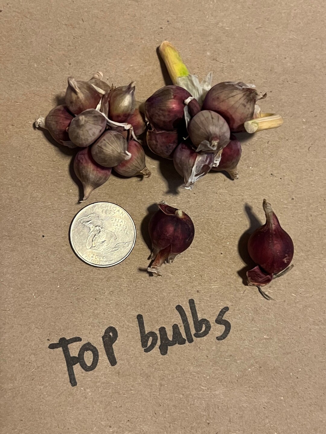 Perennial Egyptian Walking Onion Zones 39 Organic Etsy