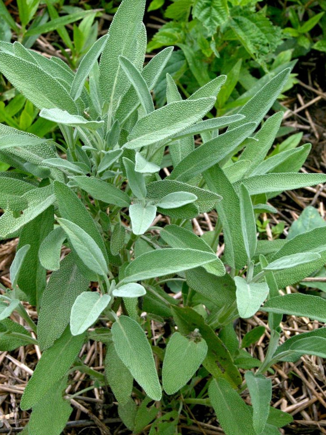 Perennial 50herb Broadleaf Sage Seeds 61 Zone 510 Etsy