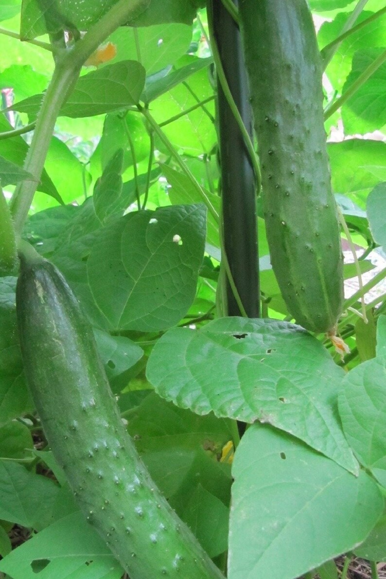 20 Japanese Climbing Cucumber Seeds Organic Etsy